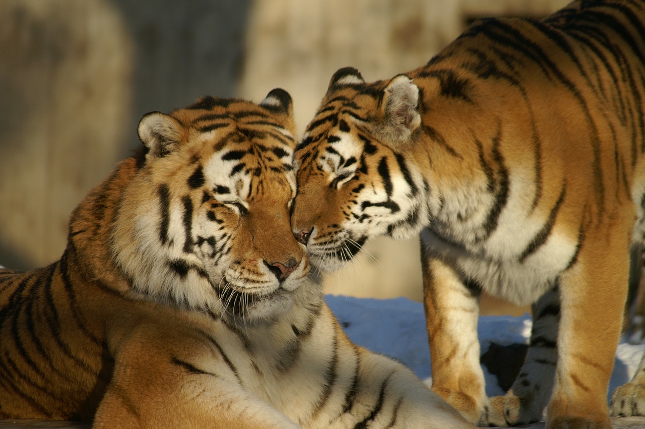 tiger photo